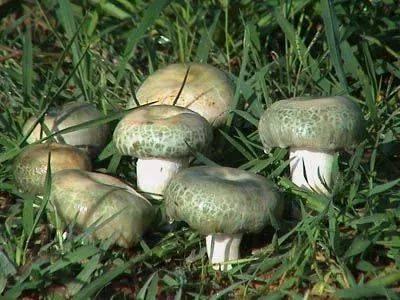 正泰野生菌贴吧爆料最新,神秘事件引发热议